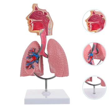 Akciğer Solunum Anatomisi Modeli Öğretim Sistemi İnsan vitrin modeli Okul Akciğerler Anatomik Kalp Eğitici Burun Oyuncak