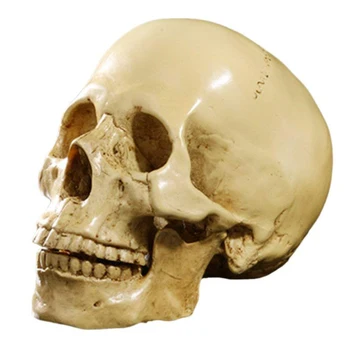 Model 1: 1 Reçine İnsan Kafatası Anatomik Öğretim Dekorasyon Sarı